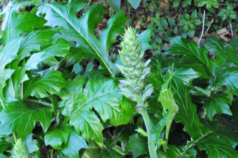 Acanthus mollis / Acanto comune, Branca orsina